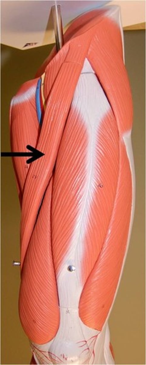 <p>longest muscle in the body</p>