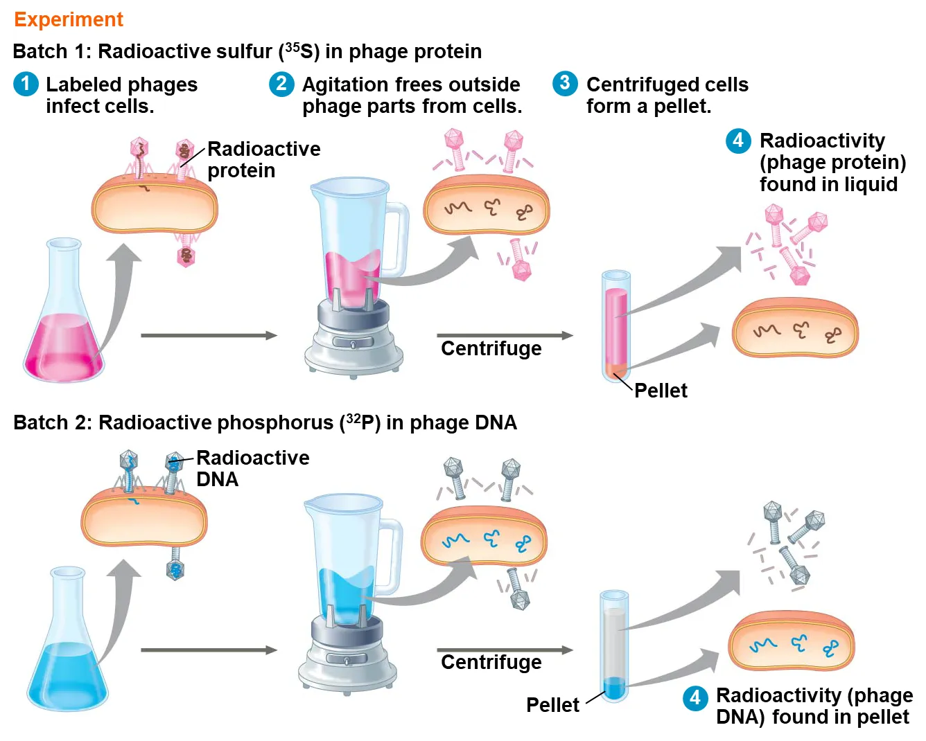 <p>This is a possible MCQ question where they ask you to identify the curves. Take not that there will not be a 100% or 0% result, but there will be a noticeable difference between the sulfur and phosphorus curves.</p>