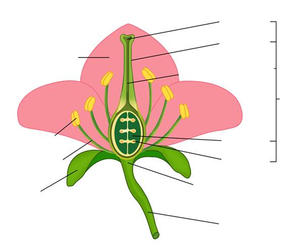 <p>Model of a Flower</p>