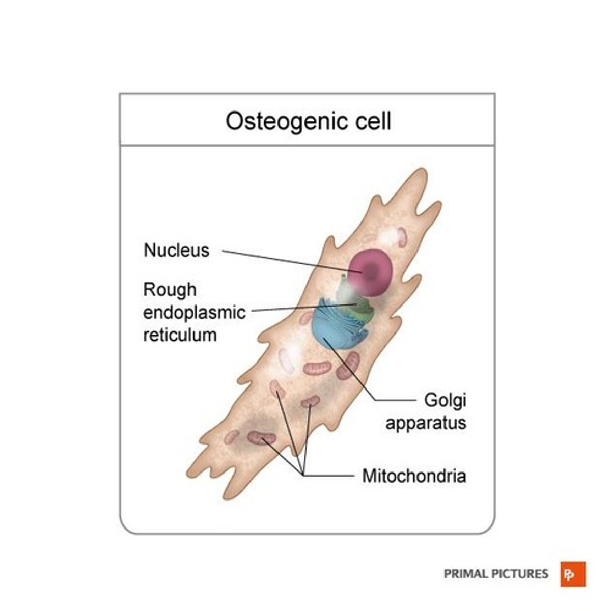 <p>Unspecialized bone stem cells derived from mesenchyme that develop into osteoblasts.</p>