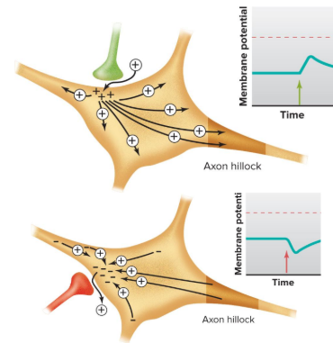 <p>EPSP: generated by EXCITATORY chem synapse, cause depolarisation<br>IPSP: generated by INHIBITORY chem synapse, hyperpolarisation</p>