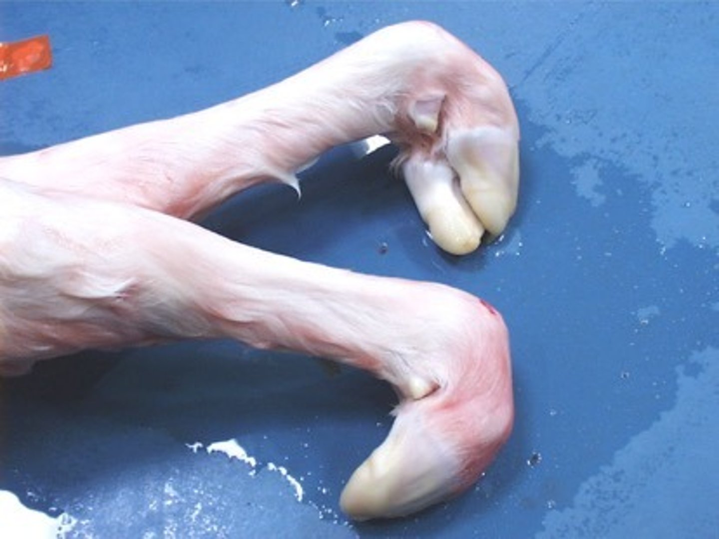 <p>This is a common congenital problem in cattle, usually at the carpus or fetlock. May be able to do physical therapy, manual stretching, or therapy. Caused by in utero malposition</p>