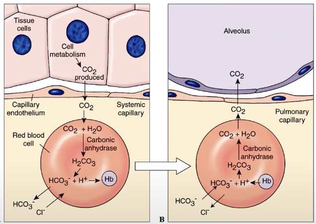 <p>gas concentration</p><ul><li><p>more oxygen = basic (blood alkalosis)</p></li><li><p>more carbon dioxide = acid (blood acidosis)</p></li></ul>