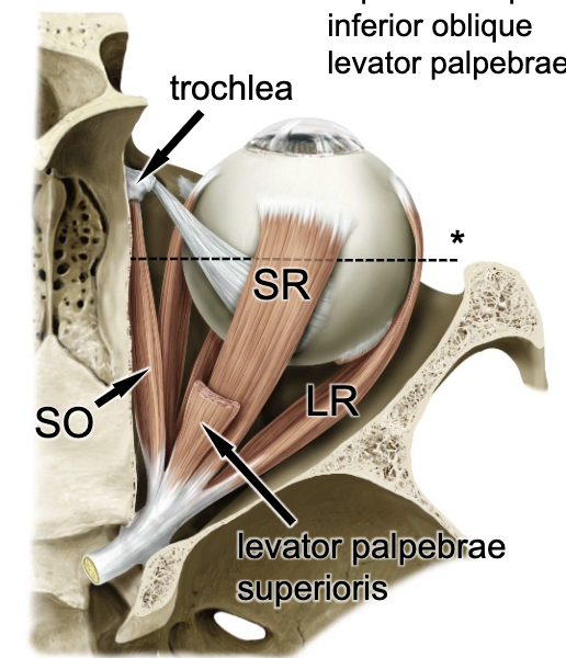 <p>posterior</p>
