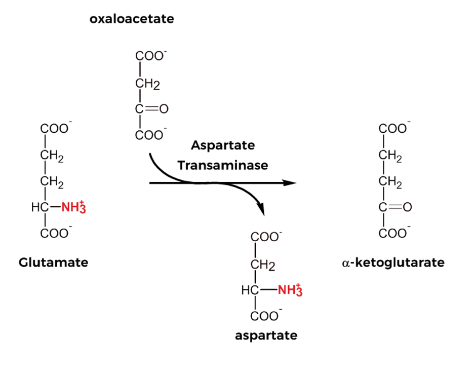 <p>transamination of OAA into asp by the aspartate aminotransferase (transaminase)</p>