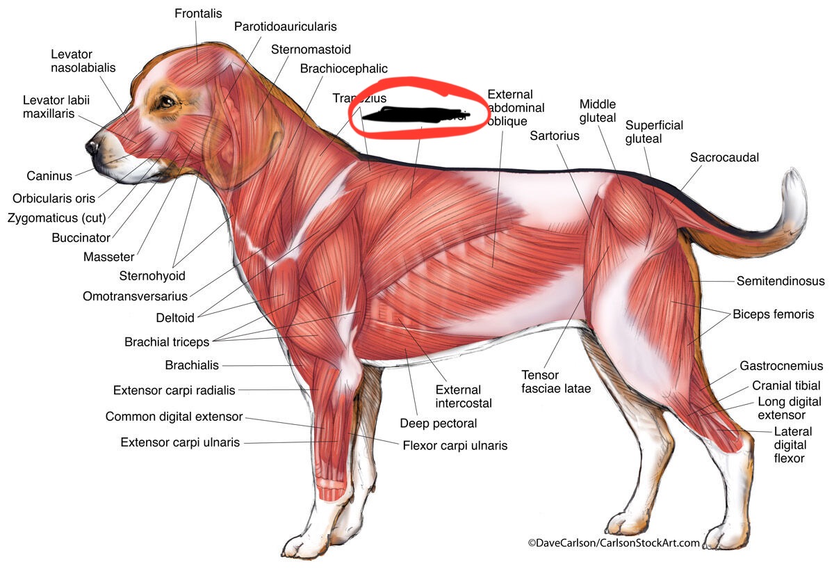 <p><strong>Draws the limb caudally (flexes shoulder joint when limb is advanced)</strong></p>