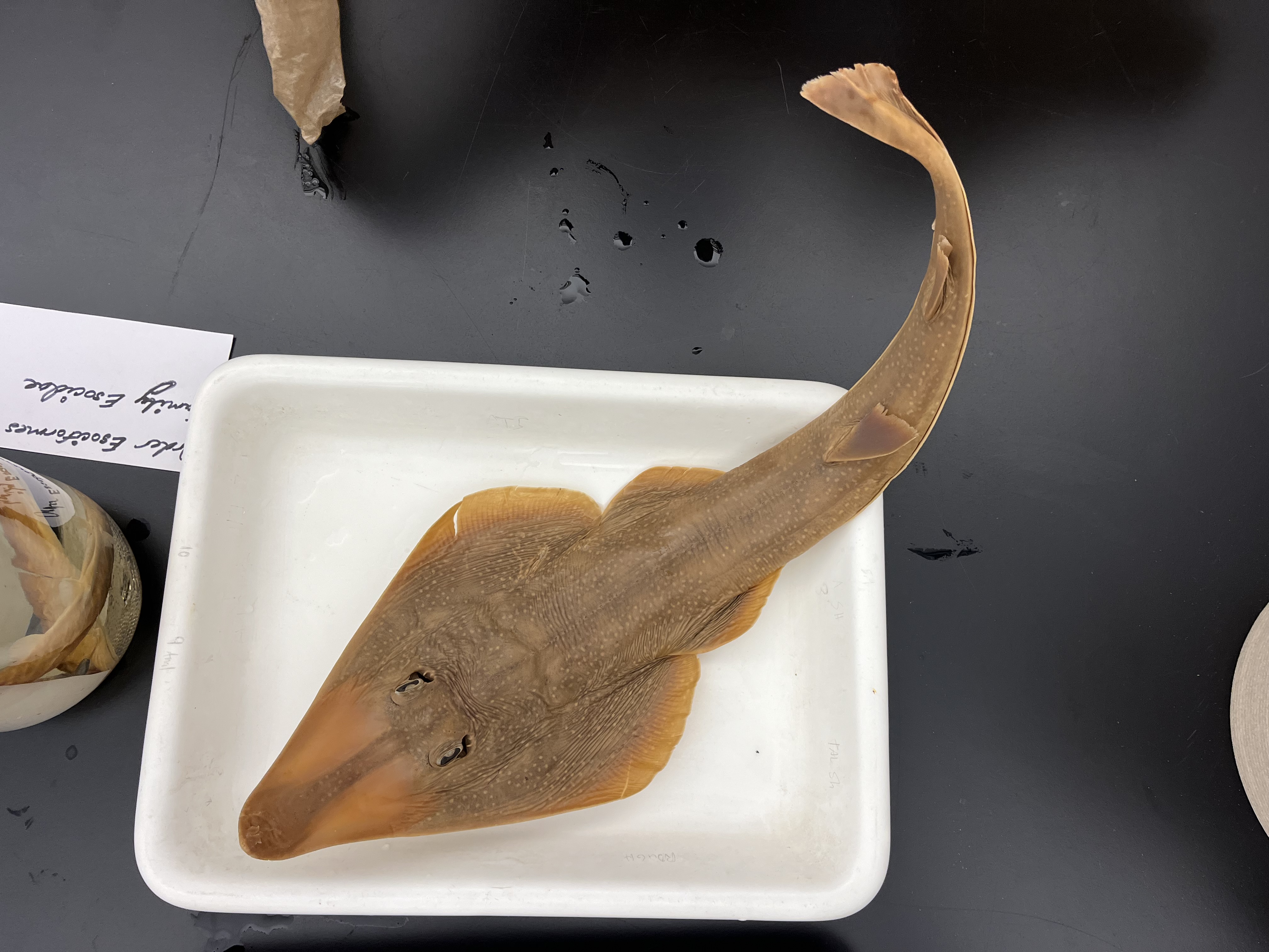 <p>Guitarfishes</p>