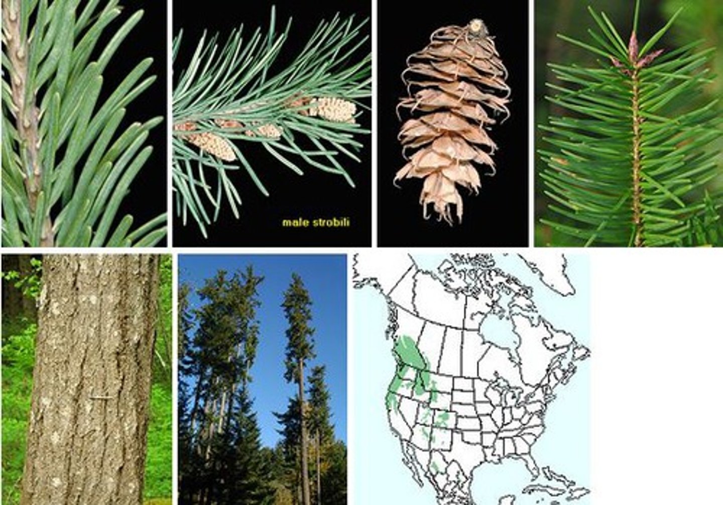 <p>- hemlock</p><p>- needles: singles, flat</p><p>- buds: red, imbricate, pointy.</p><p>- cones: bract scales look like mouse tails.</p>