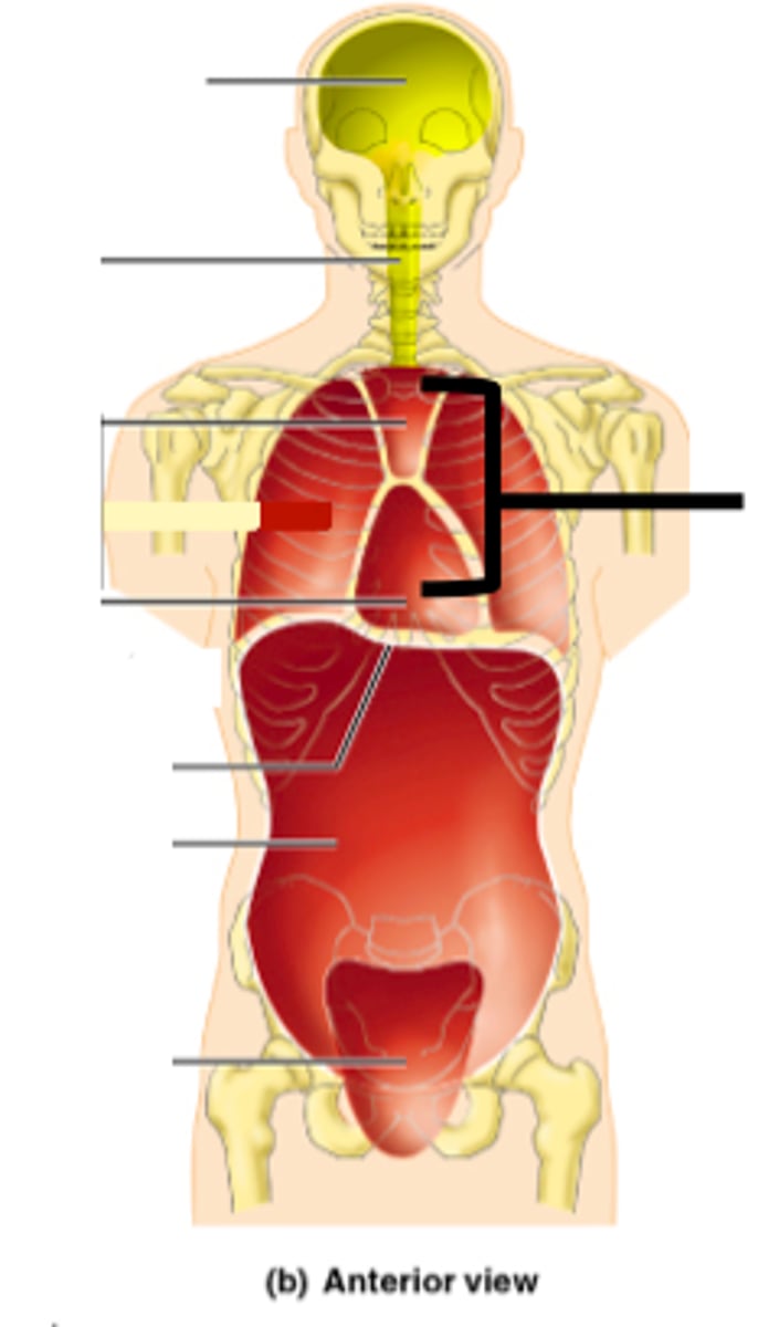 <p>contains blood vessels, trachea, esophagus, and thymus</p>