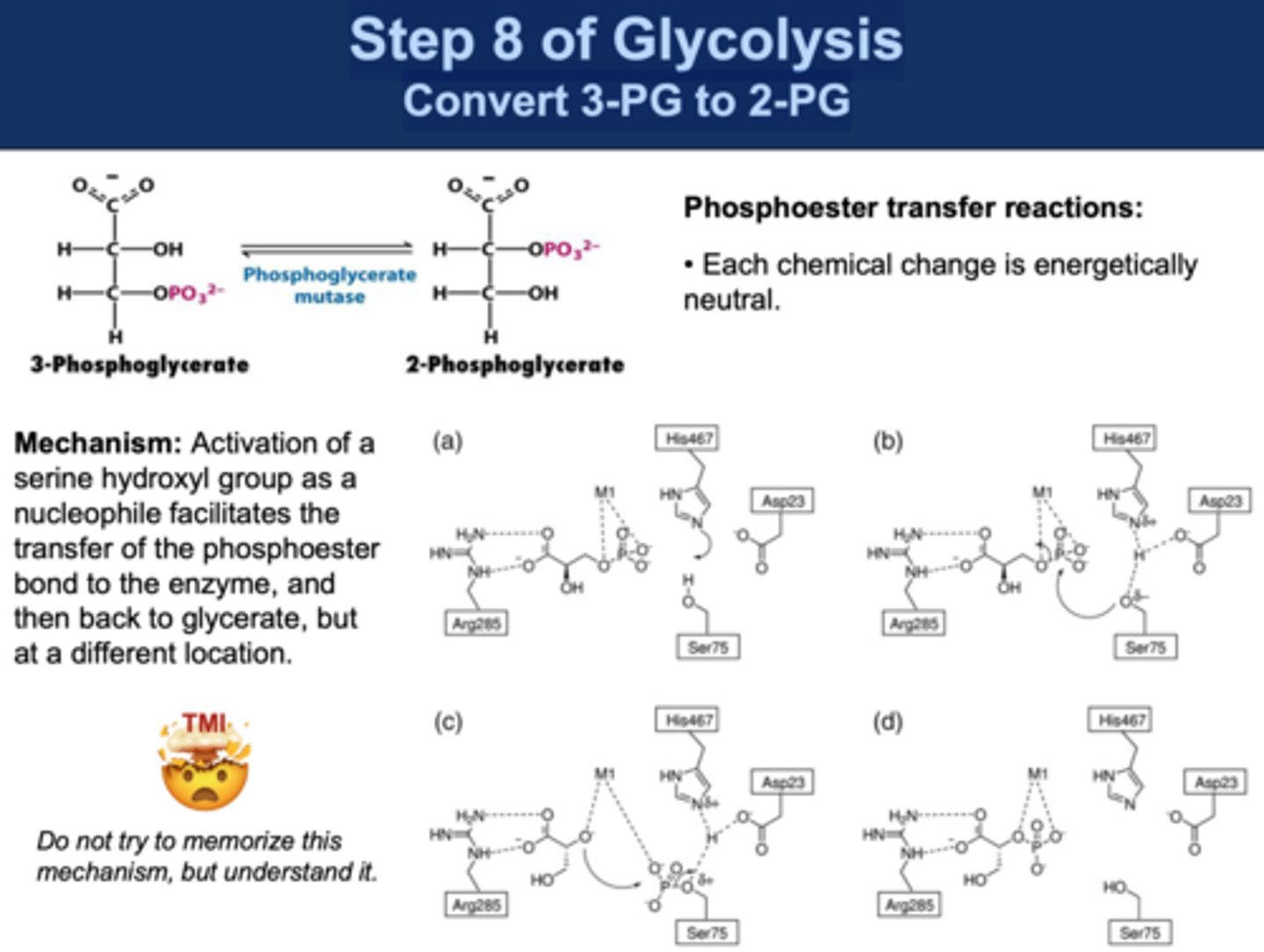 <p>Reactants: 3-Phosphoglycerate (3-PG)</p><p>Products: 2-Phosphoglycerate (2-PG)</p><p>Intermediate: 2,3-biphosphoglycerate</p><p>Enzyme: Phosphoglycerate mutase</p><p>Reversibility: Reversible</p>