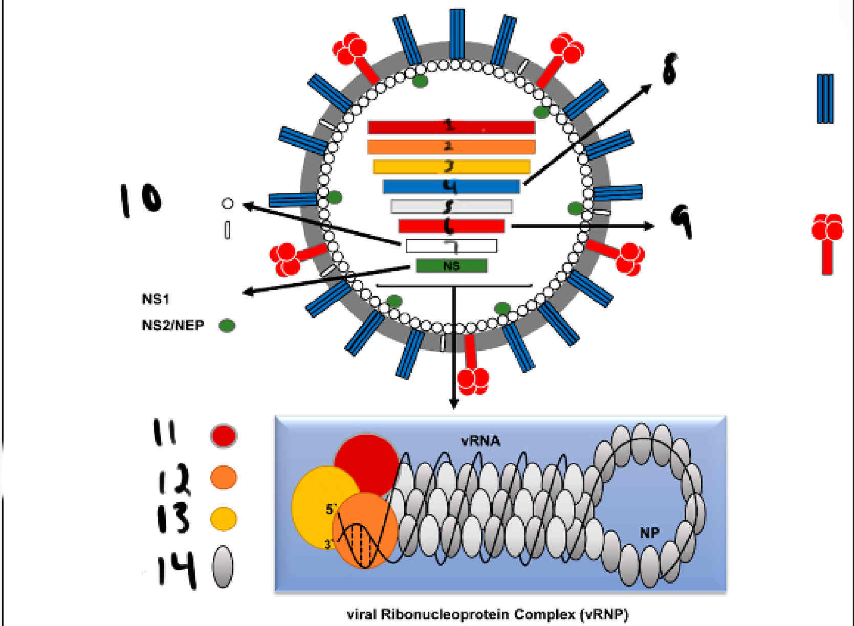 <p>Influenza Structure</p>