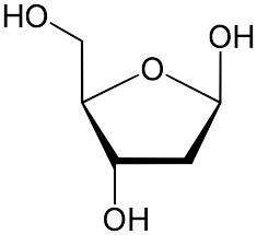 <p>Deoxiribonukleotider:</p><ul><li><p>Deoxiribos. Fosfatgrupp p. kol 5, kvävebas kol 1, fosfatgrupp från annan nukleotid kol 3</p></li><li><p>Kvävebaser<br>   Pyriminer (6-kolsringar) Cytosin &amp; Tynin<br>   Puriner (5-&amp;-6-kolring förening) Adenin &amp; Guanin</p></li><li><p>Fosfatgrupper, 3 st i fritt tillstånd, 1 i molekyl</p></li></ul><p></p>