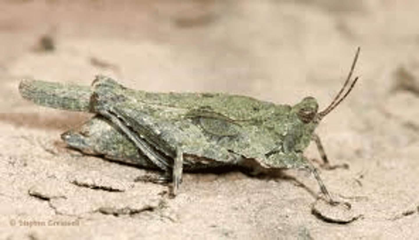 <p>&lt;20 mm, often smaller</p><p>pronotum is highly elongated, tapered, usually covers abdomen</p><p>tegmina (forewings) small, padlike, sometimes absent, may be exposed or covered by pronotum</p><p>front and middle tarsi with 2 segments, hind tarsi with 3 segments (formula 2-2-3)</p><p>hind tibiae expanded (for swimming!) in some species</p><p>a single species can have short-winged and long-winged forms, or lack wings altogether--these forms may appear quite different</p><p>auditory and stridulatory organs absent</p>