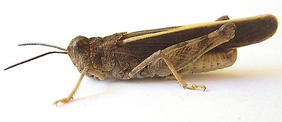 <p>Order, Family, Common Name</p>