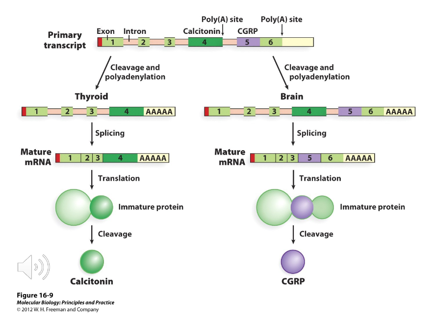 <p>Using different ( ) sites in addition to alternative splicing of introns can also be used to create different gene products.</p>
