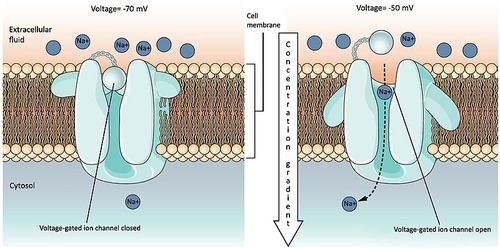 A voltage-gated ion channel is an ion channel that opens and closes in response to changes in the membrane potential of a cell.

Channel = transport protein embedded within the cell membrane through which molecules move passively, with their concentration gradient.

Ion channel = an atom or molecule with a net electric charge is moved across the cell membrane through the channel. Cell membranes are generally not permeable to ions, thus they must diffuse through the membrane through protein channels. Channels are usually ion-specific, such as to sodium(Na+), potassium (K+), or calcium (Ca2+). 

Gated = the channel protein changes shape to "open and close," regulating the movement of a molecule through the membrane.

Voltage-gated = The opening and closing of the channel is triggered by ion concentration  between the sides of the cell membrane.