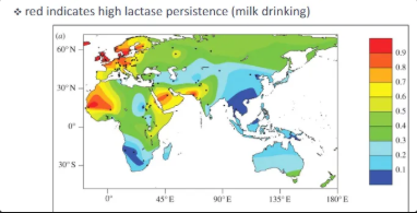 <p>in some populations adults can drink milk</p><p>- called “lactase persistence”</p><p>- lactase gene on chromosome #2</p><p>- mutation with lactase gene NOT turned off after weaning</p><p>- dominant allele</p><p>- persists in homo- and heterozygous individuals</p><p>- common in populations with history of dairying</p>