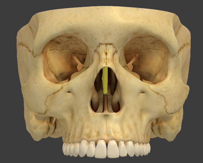 <p>thin median plate that forms the superior two-thirds of the nasal septum</p>