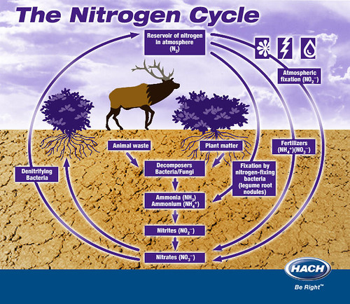 The transfer of nitrogen from the atmosphere to the soil, to living organisms, and back to the atmosphere. Humans impact this by altering the amount of nitrogen that is stored in the biosphere.