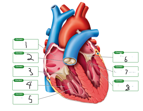 <p>Label the chambers and valves seen in a frontal section of the heart.</p><p><span style="font-size: inherit; font-family: inherit"><br></span></p>