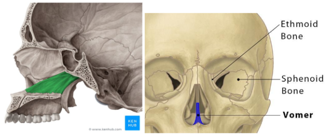 <p>def. Forms the inferior potion of the bony <strong>nasal septum </strong></p>