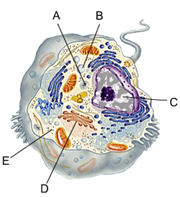 <p>double membrane that encloses the nucleus </p>