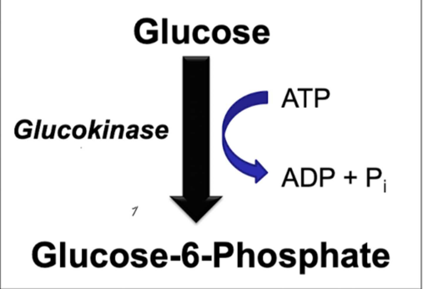 <p>first step if in liver</p><p>induction</p><p>-primarily changed by the entry of glucose into the cell</p><p>-high km and high capacity- only functional when high amounts of glucose entering the liver (after a meal)</p><p>-insulin PROMOTES activity and glucagon DECREASES but not the main activity</p><p>-glucose-6-phosphate very important in liver- can be used to make glycogen stores</p>