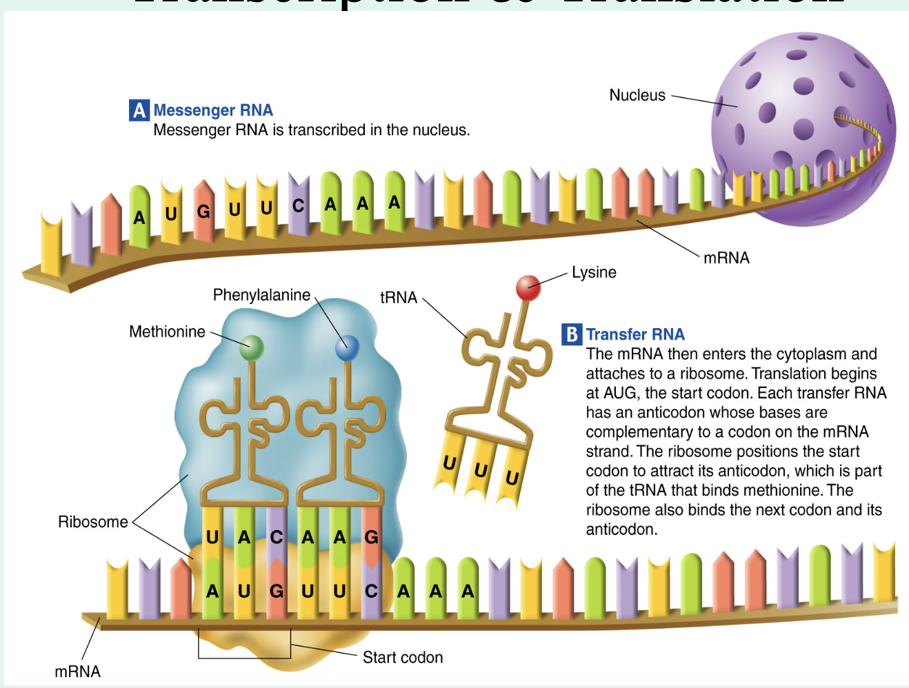 <ul><li><p><span style="background-color: transparent;"><span>mRNA is made by copying the code from DNA in the nucleus.</span></span></p></li><li><p><span style="background-color: transparent;"><span>mRNA leaves the nucleus to the cytoplasm where ribosomes will attach to it</span></span></p></li></ul><p></p>