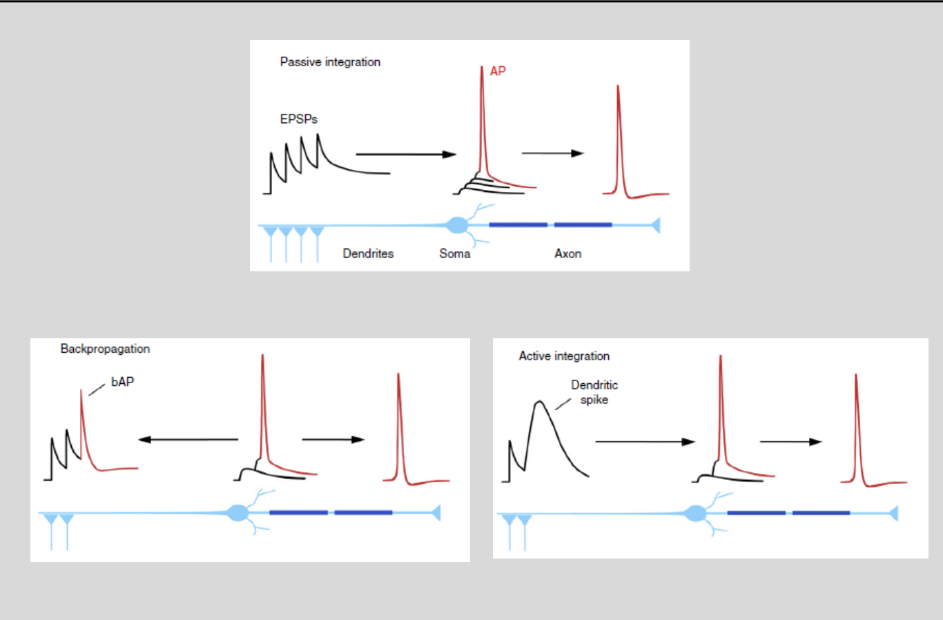 <ol><li><p>Top→ PASSIVE INTEGRATION</p></li><li><p>left→ BACKPROPAGATION (from AIS initiation)</p></li><li><p>right→ ACTIVE INTEGRATION (AP initiated in dendrites)</p></li></ol><p></p>