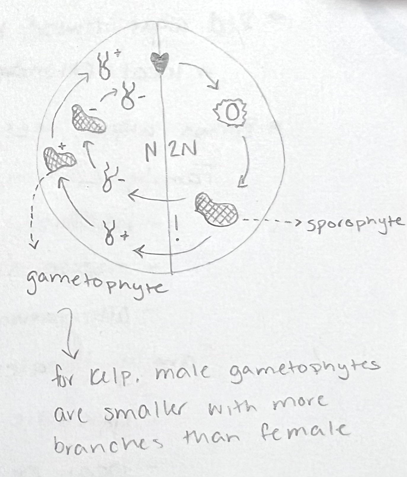 <ul><li><p>Alternation of generations</p></li><li><p>ex: most seaweeds</p></li></ul>