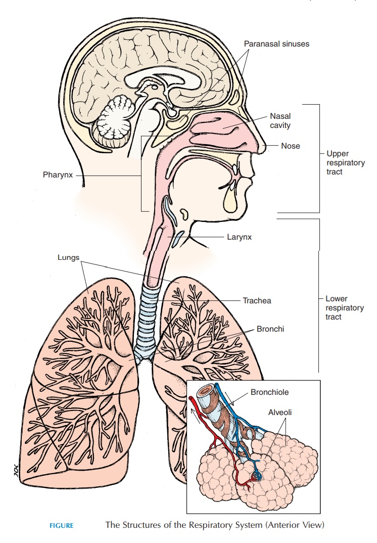 <p><strong>The Trachea = Windpipe </strong></p><ul><li><p>______________ tube </p><ul><li><p><span style="color: red">fibrous tissue + smooth muscle + cartilage rings</span></p></li></ul></li></ul>