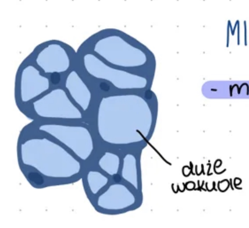 <ul><li><p>magazynuje wodę np. u sukulentów </p></li></ul><p></p>