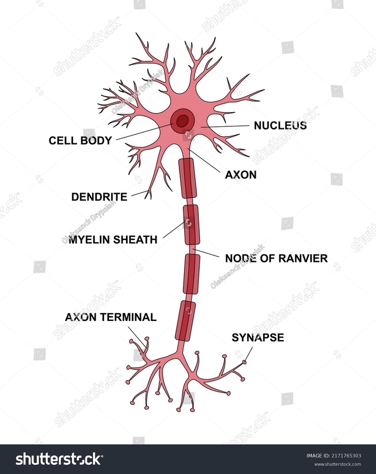 <ul><li><p><span style="color: #3bff00"><strong>Dendrites</strong></span>: <strong>Recipients </strong>of information from other neurons</p></li><li><p><span style="color: #ca00ff"><strong>Soma (Cell Body)</strong></span>: Contains machinery that <strong>controls processing</strong> in the cell and integrates information</p></li><li><p><span style="color: #ff0000"><strong>Axon</strong></span>: <strong>Carries</strong> information (action potentials) from the soma → Axon terminals. They branch to connect multiple neurones.</p></li><li><p><span style="color: #ff0000"><strong>Axon Terminals</strong></span>:<strong> Communication point</strong> with other neurons found at the end of axons (where synapses are found)</p></li></ul><p></p>