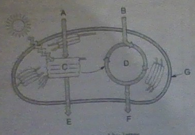 <p>Carbon dioxide is represented by letter </p>