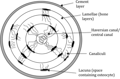 <p>Communicate - connects lacunae - lacunae and Haversian canal </p>