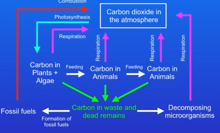 <p>Releases large amount of carbon dioxide back into atmosphere,</p><p>This is because we have been burning huge amounts of fossil fuels e.g coal and oil.</p>
