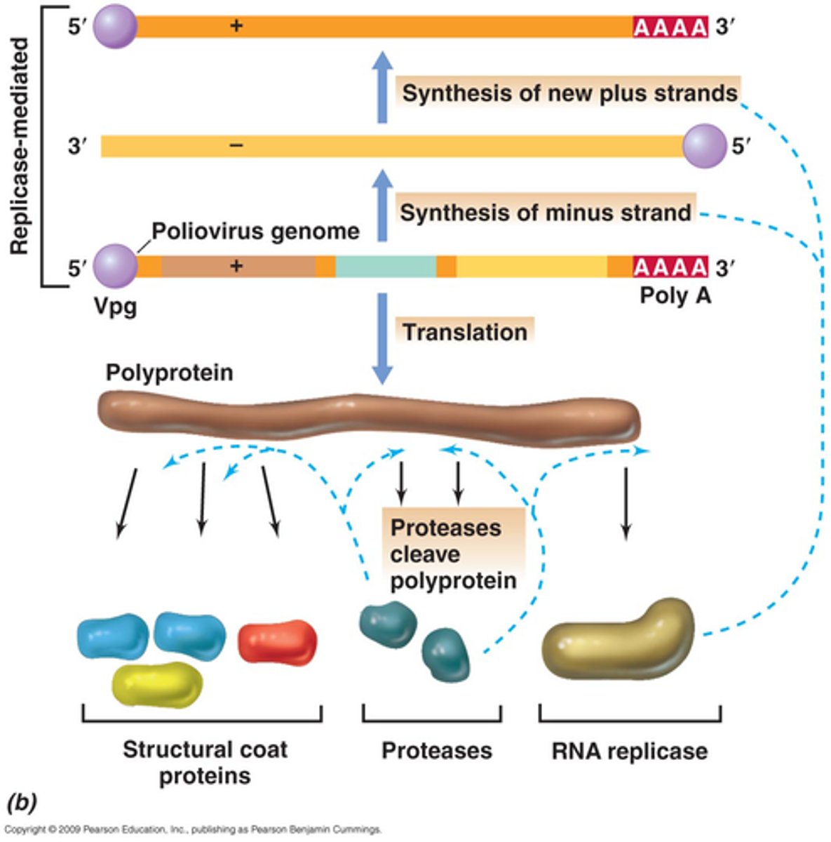 <p>virus mRNA is translated into a single giant polypeptide that is post-translationally cleaved by proteases into several smaller mature polypeptides</p>
