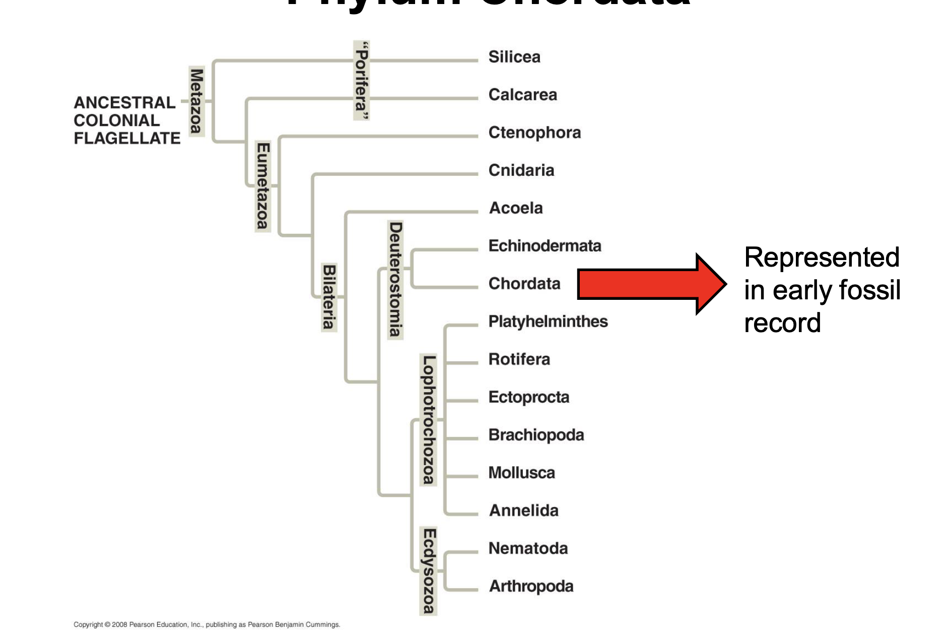 <p>ancestral “missing link” between invertebrates and vertebrates </p>