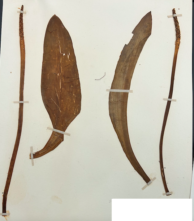 <p>Order? Family?&nbsp;</p>