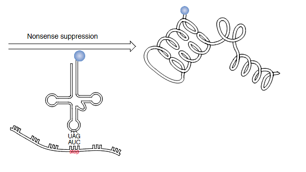 <p>use stop codon; Amber suppression</p>