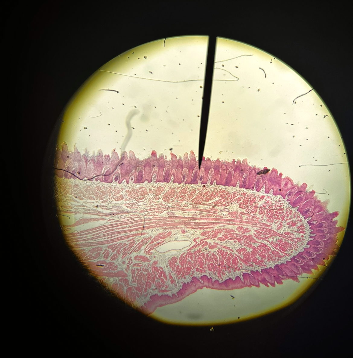 <p><span>Name the tissue at the tip of the pointer.</span></p><p><span>Name the organ.</span></p><p><span>Which of the four main tissues is at the tip of the pointer.</span></p>