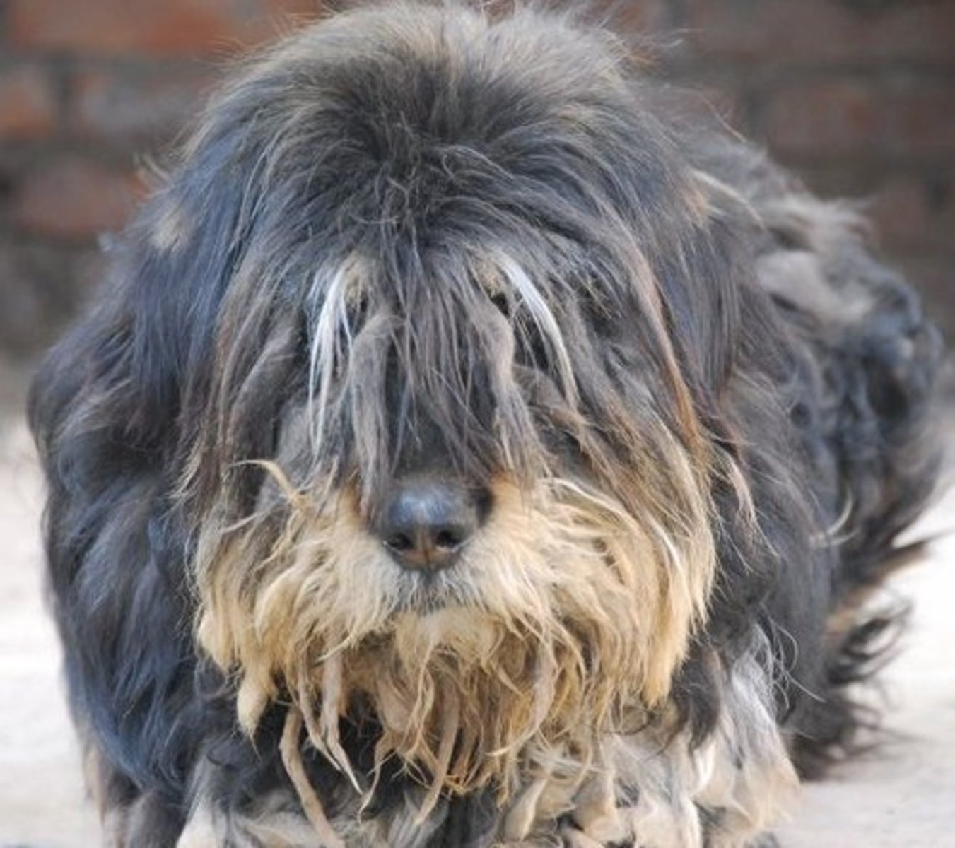 <p>hairy</p>
