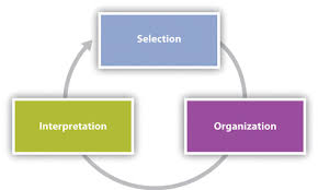 <p>selection, organisation, interpretation</p>