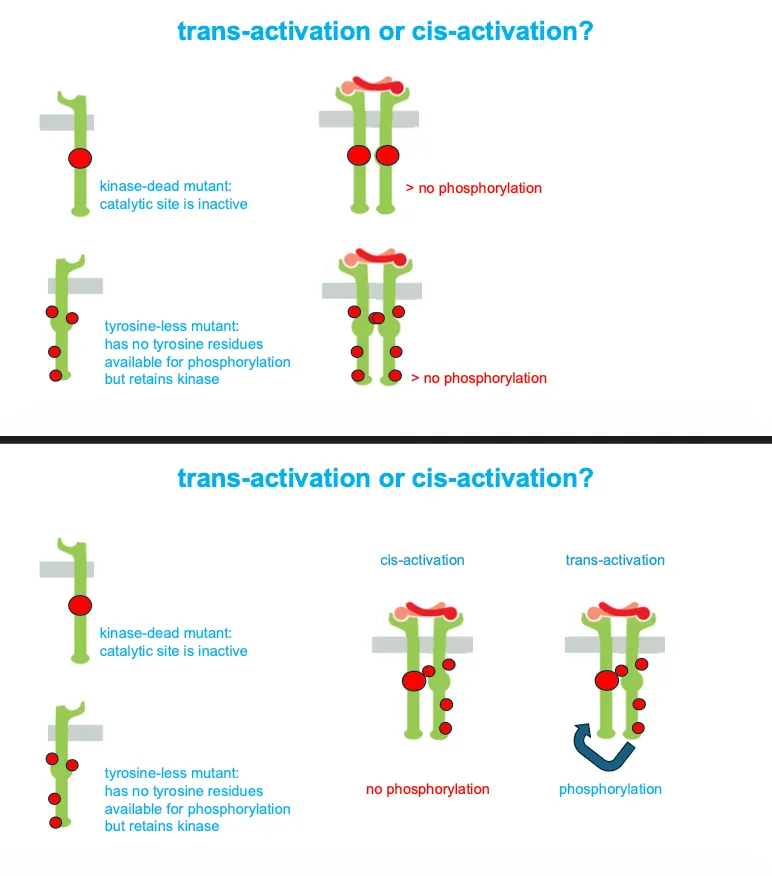 <ul><li><p>When we have a dead end mutant and a tyrosine less mutant together they would still give phosphorylation, proving that <strong>each subunit phosphorylates tyrosines on the other partner (trans)</strong> rather than on itself.</p></li><li><p>If they are mutated we would have no phosphorylation in both cases.</p></li><li><p>If they are co-activated in cis activation there would be no phosphorylation and for trans there would be.</p></li></ul><p></p>
