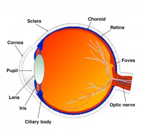 <p>uvea </p>