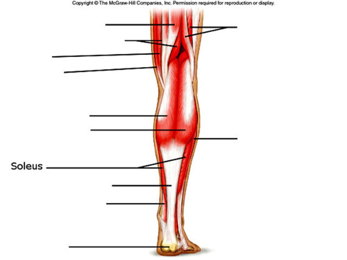 <p>Plantar flexes the foot</p>