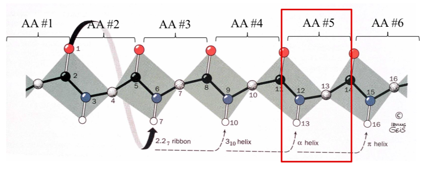 <p>What is the designation for an α-helix?</p>