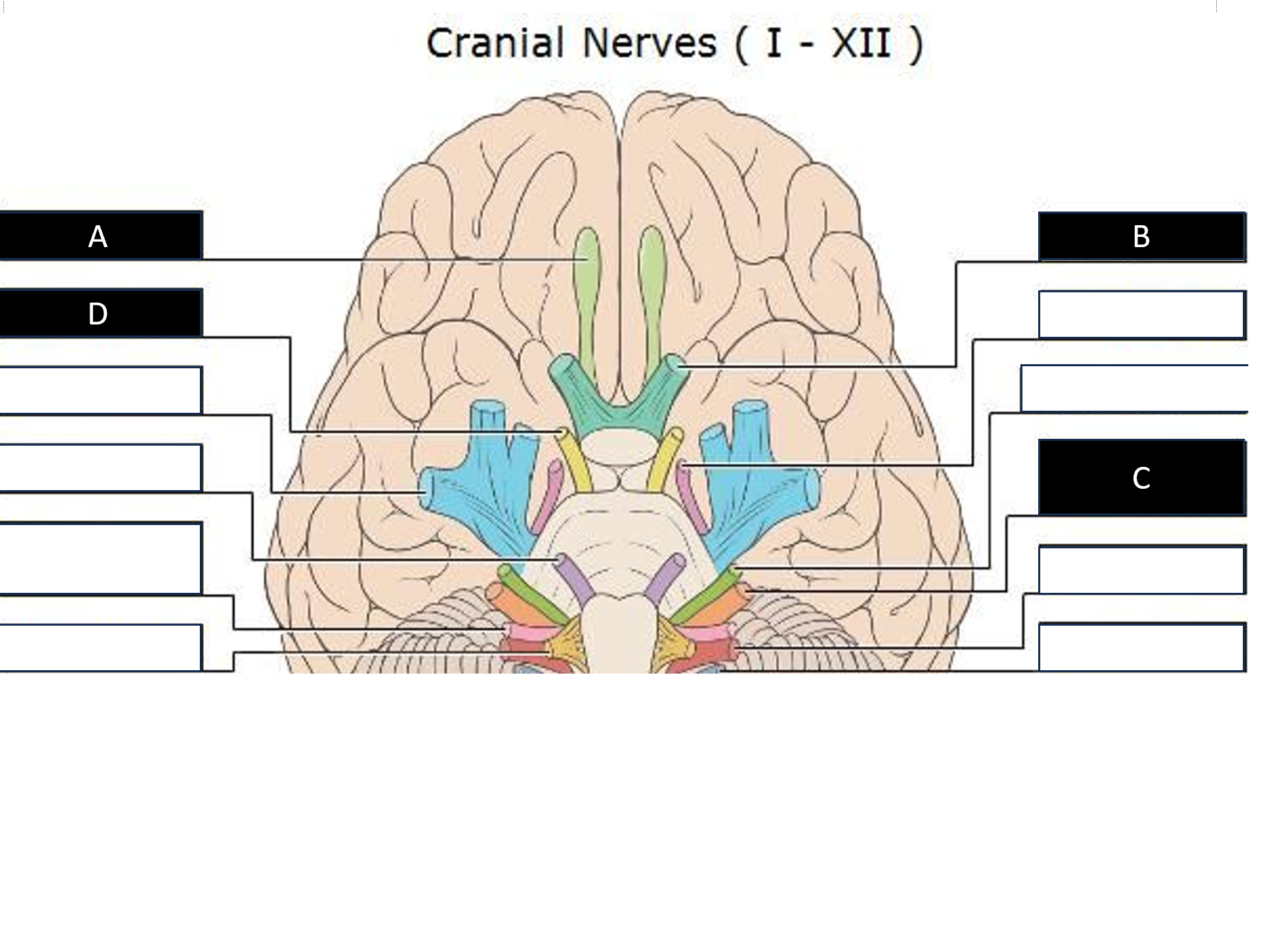 <p>Label the lettered cranial nerves.</p>
