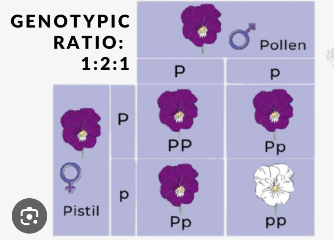 <p>Proportion of genetic combinations (e.g. 1 BB : 2 Bb : 1 bb).</p>