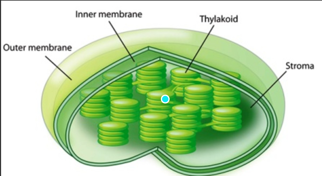 <p>What is depicted in the image?</p>